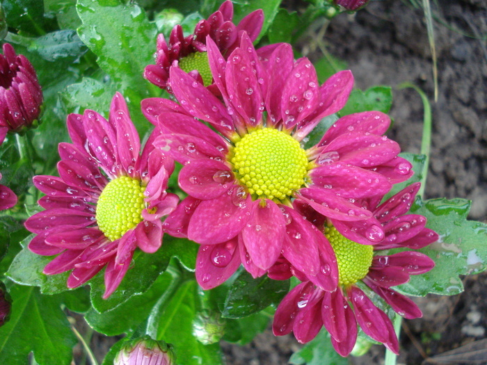 Purple & Yellow Chrysanth (2010, May 21)