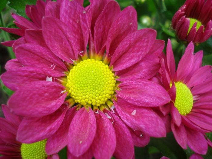 Purple & Yellow Chrysanth (2010, May 23)