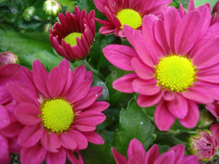 Purple & Yellow Chrysanth (2010, May 23) - Purple Yellow Chrysanthemum