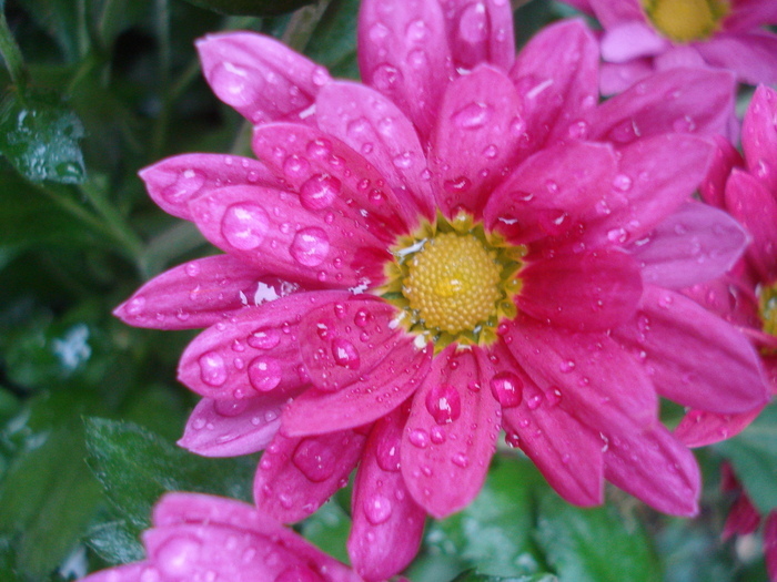 Purple & Yellow Chrysanth (2010, Oct.16)