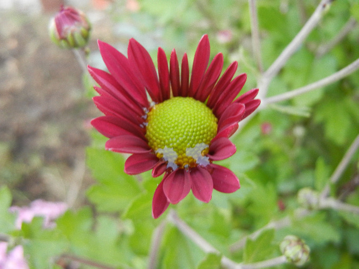 Purple & Yellow Chrysanth (2011, Oct.28)