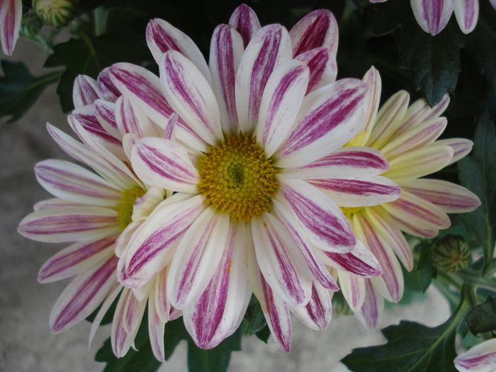 White & Yellow Chrysanth (2009, Sep.25) - White Yellow Chrysanthemum