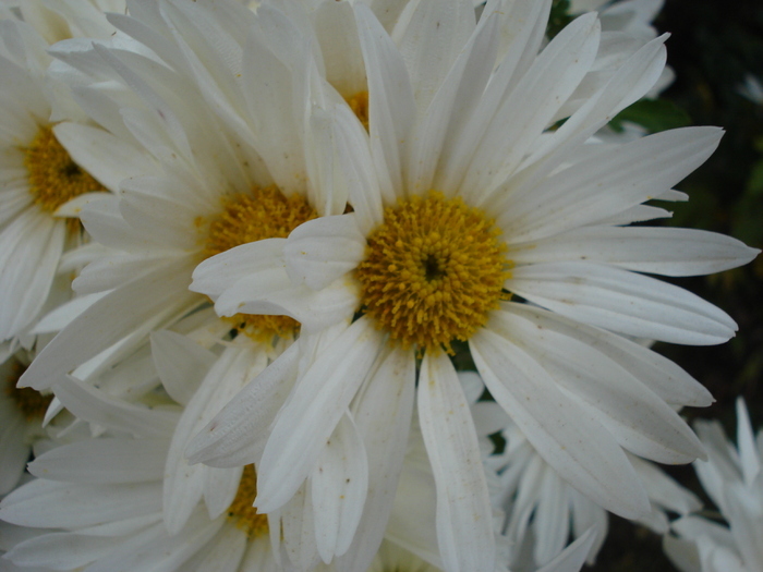 White & Yellow Chrysanth (2009, Nov.12)