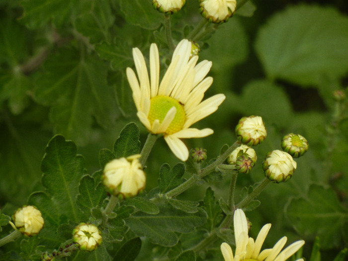 White & Yellow Chrysanth (2011, Nov.02) - White Yellow Chrysanthemum