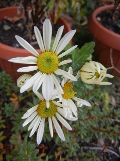 White & Yellow Chrysanth (2011, Nov.07)