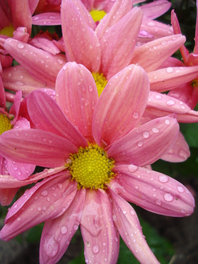 Pink & Yellow Chrysanths (2010, May 15)