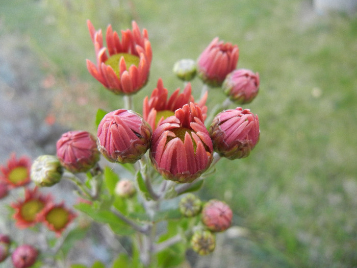 Pink & Yellow Chrysanths (2011, Oct.28)