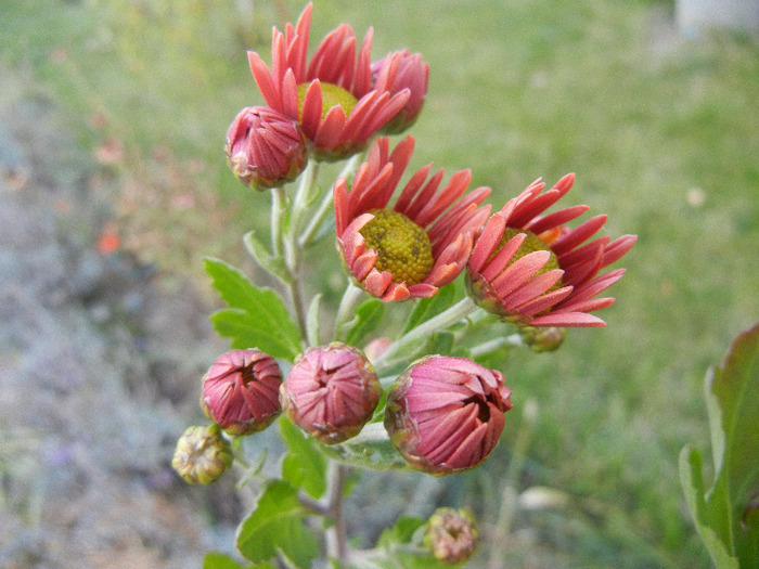 Pink & Yellow Chrysanths (2011, Oct.28)