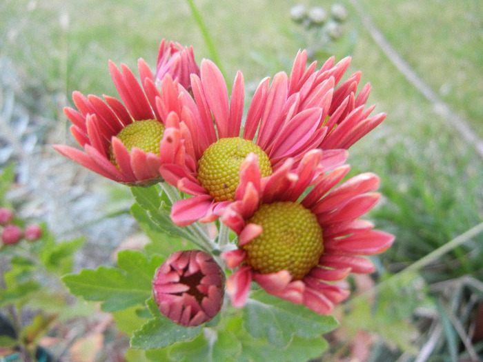 Pink & Yellow Chrysanths (2011, Oct.28)