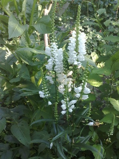 Physostegia virginiana Alba_ 5 lei radacina Epuizat