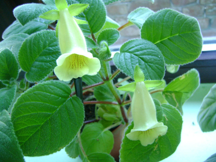 sinningia conspicua - GESNERIACEAE