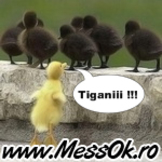 Tiganii(%20www.MessOk