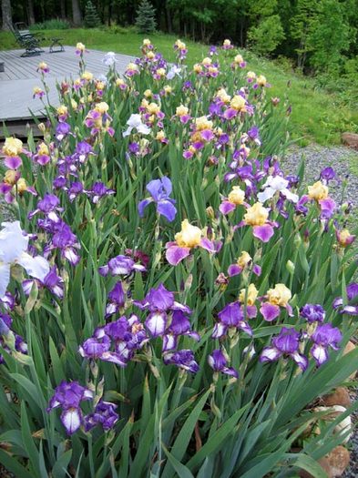7b-Iris-in-Bloom[1]