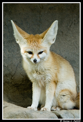 436772173_820af1ab3b - Vulpe Fennec