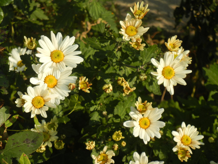 White & Yellow Chrysanth (2011, Nov.15)