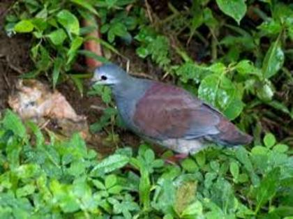 Geotrygon costaricensis - 4 specii de porumbei si pasari