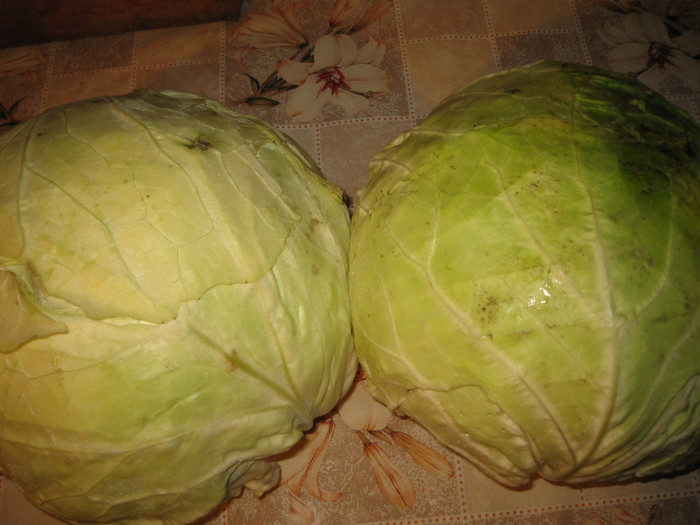 Salata de legume cu sare pentru iarna,nov.2011; varza

