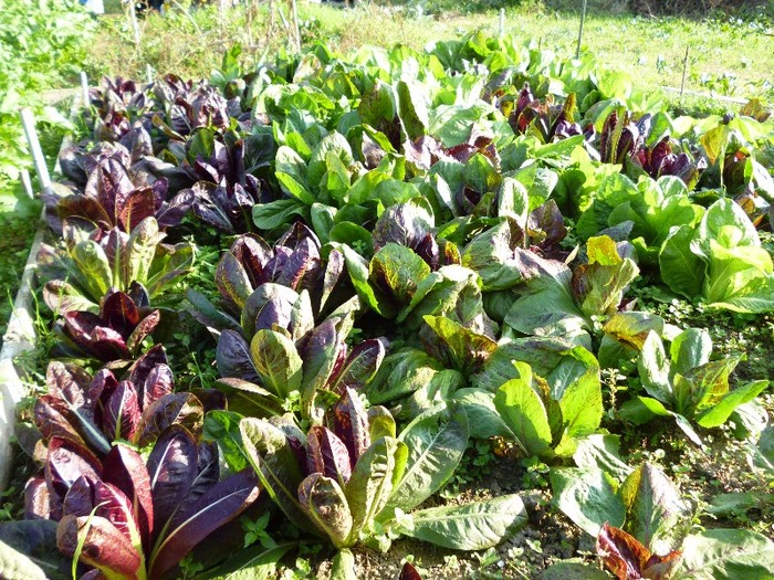 Radicchio Trevigiano si nu numai