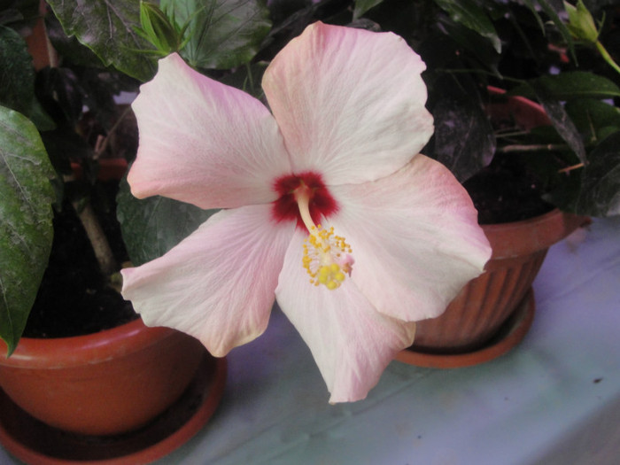  - C-hibiscus 2011- 2