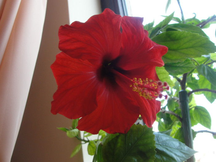  - C-hibiscus 2011- 2