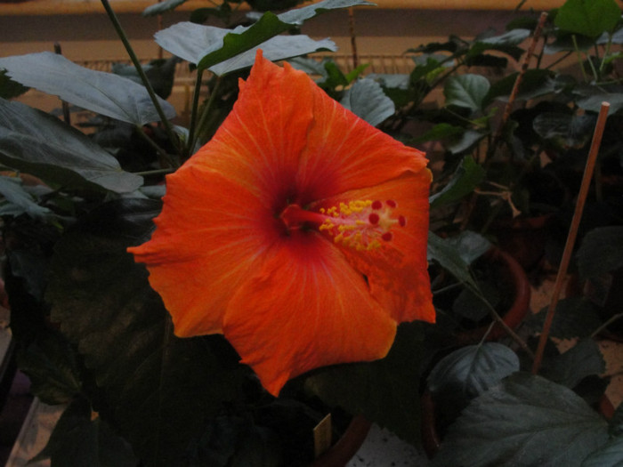 hibi lagos oranje - C-hibiscus 2011- 2