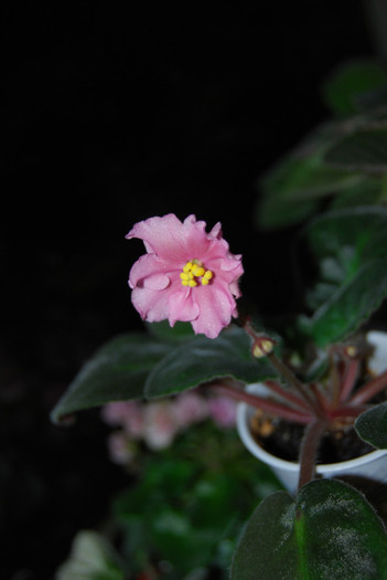 DSC_0008; Prima floricica - initial micuta, apoi in cateva zile creste
