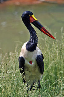 200px-Saddle-Billed_Stork