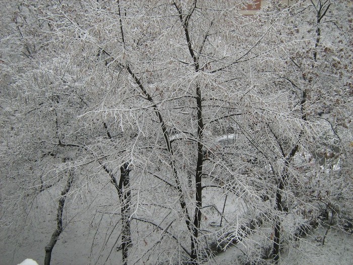 A venit iarna la Timisoara