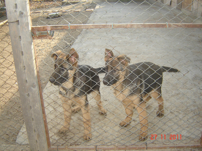 BORA si BRIA - caini lupi ciobanesti germani