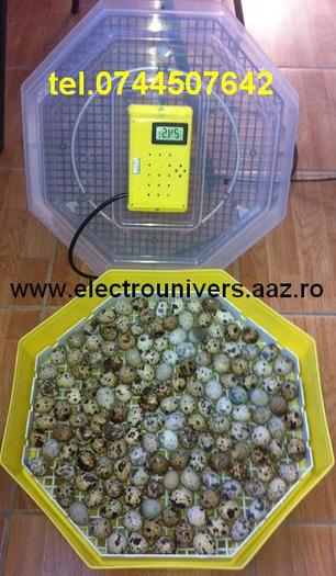incubator prepelite; incubatorul cu mecanismul de intoarcere oua scos. Ouale se aseaza direct pe gratar , intoarcerea lor
