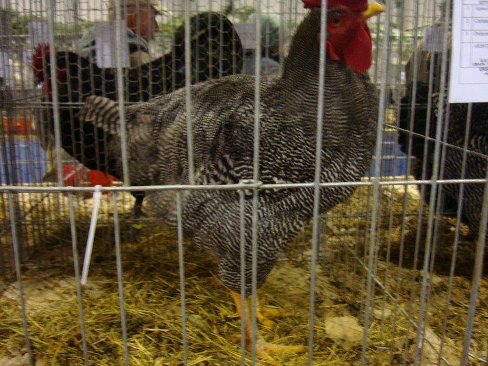 DSC06919 - u EXPOZITIA NATIONALA DE PORUMBEI PASARI SI ANIMALE MICI GALATI NOV 2011