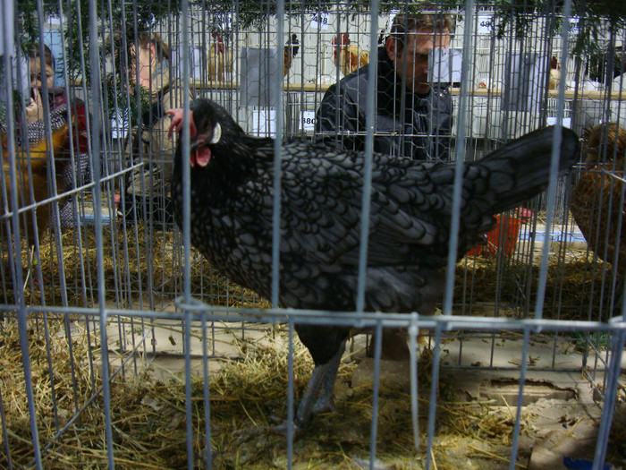 DSC06971 - u EXPOZITIA NATIONALA DE PORUMBEI PASARI SI ANIMALE MICI GALATI NOV 2011