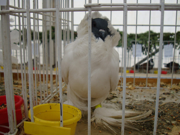 DSC06831 - u EXPOZITIA NATIONALA DE PORUMBEI PASARI SI ANIMALE MICI GALATI NOV 2011