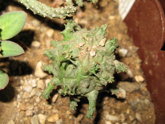 Euphorbia astrophora sp. nov GM 204