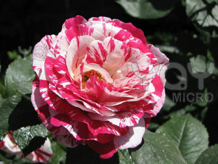 candy-cane-rose-50db27[1]