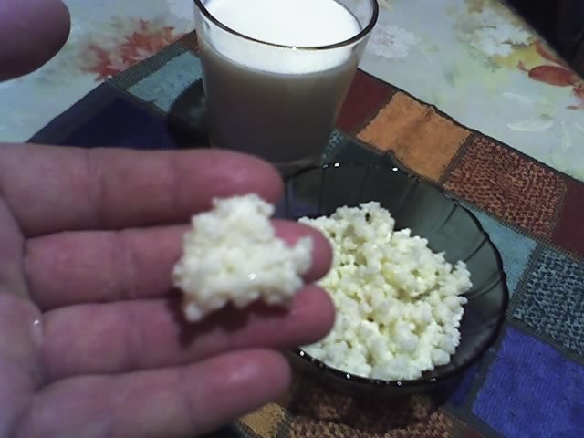 01-12-11_asa arata ciupercuta care fermenteaza lactoza din lapte