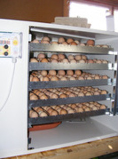 INCUBATOR (8)