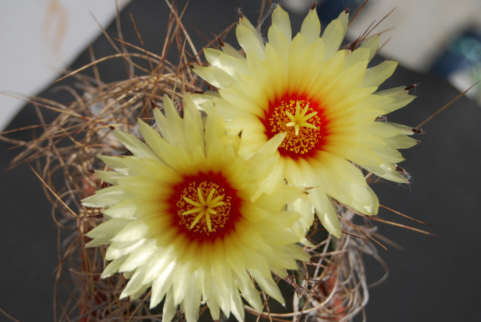 Astrophytum capricorne