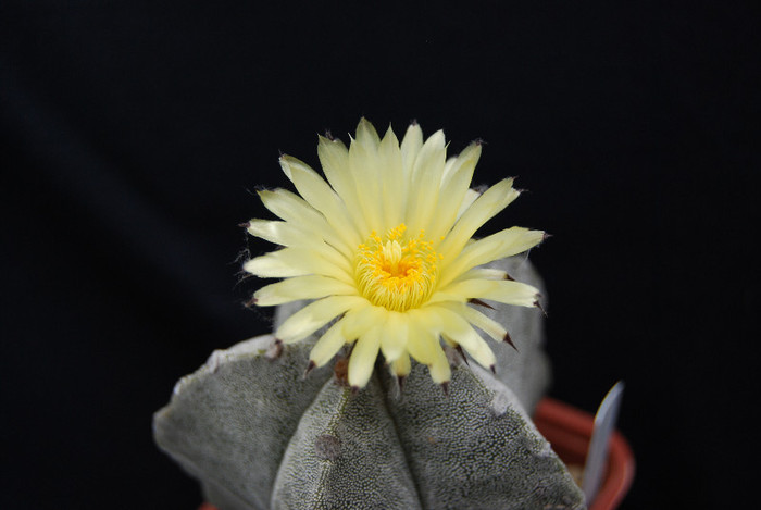 Astrophytum myriostigma