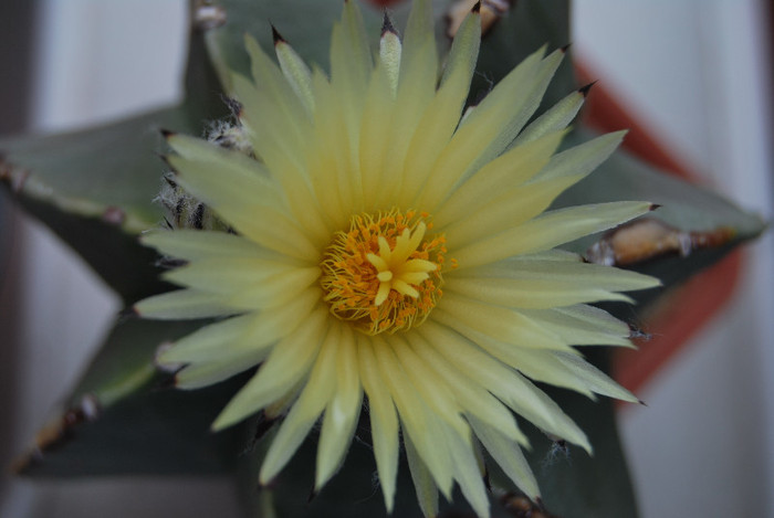 Astrophytum myriostigma var. nudum - Astrophytum