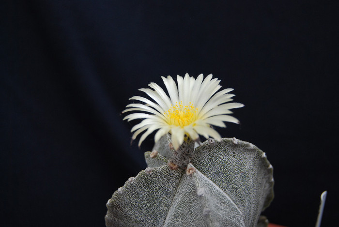 Astrophytum myriostigma