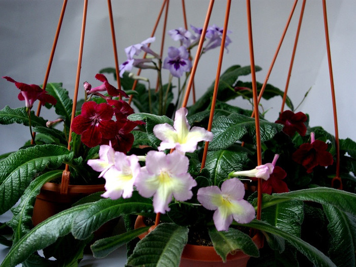 SG100323 - Streptocarpus