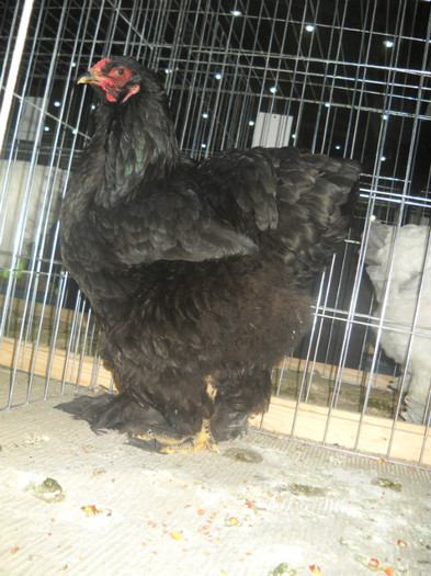 BRAHMA NEGRU