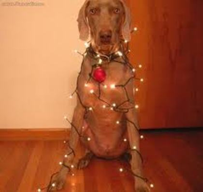 images (34) - Christmas dog