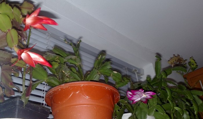 xxxx - Schlumbergera si Rhipsalidolis