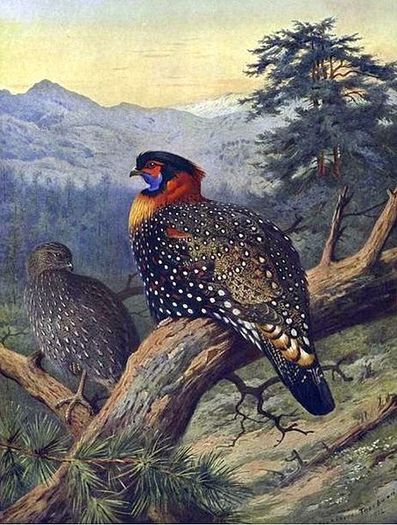 453px-WesternTragopan