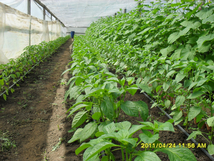 SDC11545 - solarii legume 2011