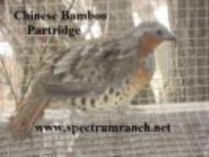 thumb_Bamboo_partridge_sr