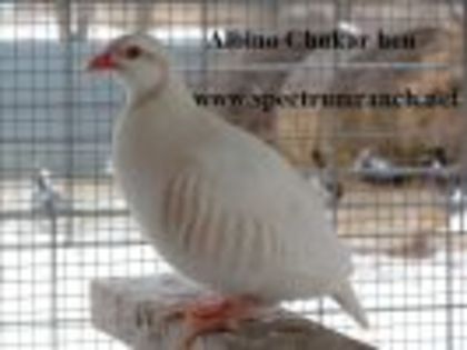 thumb_chukar_albino_hen_sr