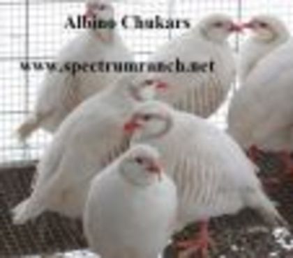 thumb_chukar_albino_sr